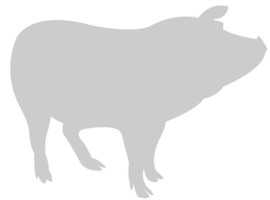 Schwein vektor