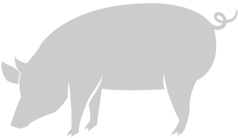 Schwein vektor