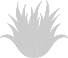 Aloe Pflanze vektor