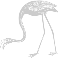 flamingo vektor