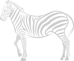 Zebra vektor