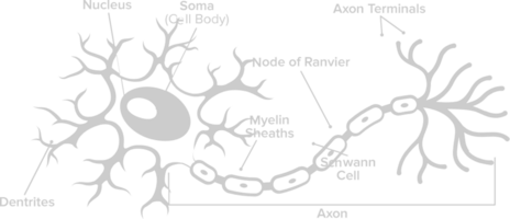 neuronbiologi vektor