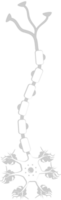 Neuronenbiologie vektor