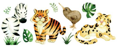 einstellen von süß Tiere, Safari. Aquarell Zeichnung Tiger, Leopard, Zebra, Kiwi Vogel vektor