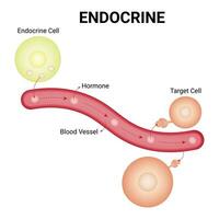 endokrin vetenskap design vektor illustration diagram