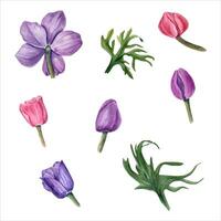 Aquarell einstellen mit Anemonen Blumen und Blätter. Blumen- Elemente, Blume Köpfe, Knospen, Blatt. vektor