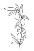 Umriss Olivenzweig mit Blättern auf weißem Hintergrund vektor