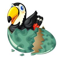 Tukanvogel kommt aus grauem Ei heraus vektor