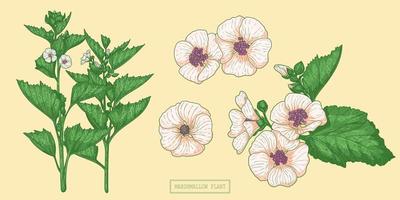 medizinische Marshmallow-Pflanze