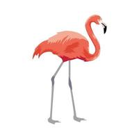 Flamingo exotischer Vogel vektor
