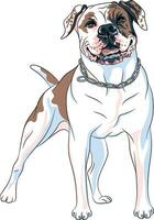 vektor skiss hund amerikan bulldogg ras