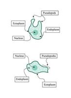 Illustration einer Reihe von Tieren, einfache Illustration von Amöbenkörperteilen, Illustration für Biologie vektor