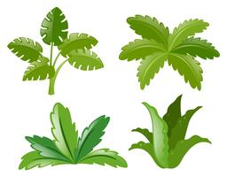 Vier verschiedene Pflanzenarten vektor