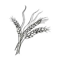 vektor illustration av öron av vete, hand dragen tre grenar av vete, lantbruk tema, svart och vit skiss av skörda tema isolerat på vit bakgrund