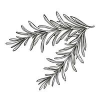 hand dragen vektor illustration av rosmarin brunch, svart och vit skiss av ört, krydda växt isolerat på vit bakgrund