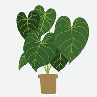 Einfachheit Philodendron gloriosum Zimmerpflanze Einfachheit Freihand zeichnen flaches Design. vektor