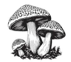 giftig svamp vektor illustration dragen förbi hand, familj av oätlig svamp farlig svamp, paddsvamp, flyga agaric, vit paddsvamp, familj av svamp