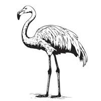 flamingo hand dragen vektor illustration realistisk skiss