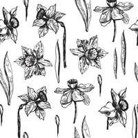 nahtlos Muster mit Narzisse Blumen, handgemalt Tinte Grafik. Frühling Blumen Hintergrund Linie Kunst, hervorgehoben auf ein Weiß Hintergrund. Hintergrund auf März 8. vektor