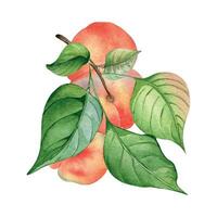 Aquarell Illustration mit Ast eben Pfirsiche, Grün Blätter isoliert auf Weiß. gemalt chines Pfirsiche. Obst Baum, Frucht Hand gezeichnet. Design zum Paket, Poster, Etikette Marmelade, Kosmetik, Saft, Öl vektor