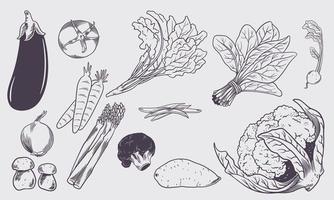 Gemüse große Sammlung von Skizzen isoliert auf weißem Hintergrund. vektor