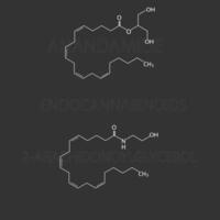 Endocannabinoide molekular Skelett- chemisch Formel vektor