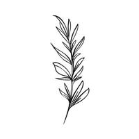 Vektor Illustration von Pflanze auf Weiß Hintergrund