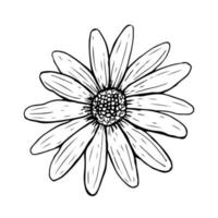 doodle daisy blomma isolerad på vit bakgrund. skiss kamomill ovanifrån. vektor handritad illustration i linje konststil. perfekt för dina projekt, kort, inbjudningar, tryck, inredning, logotyp.