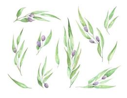 Aquarell Olivenzweig mit Blättern und Früchten. vektor