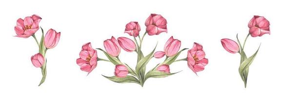 Strauß Tulpen. florale Komposition. Aquarellillustration. vektor