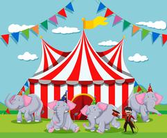 Elephantshow på cirkusen vektor