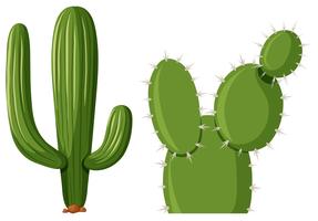 Zwei Arten von Kaktuspflanzen vektor