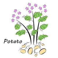 Kartoffeln auf einem weißen Hintergrund vektor