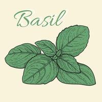 basilika färsk grön löv. gravyr årgång vektor Färg illustration. hand dragen design för märka och affisch, meny, restaurang, recept.