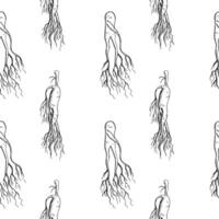 ginseng rot medicinsk växt sömlös mönster hand dragen skiss upprepa bakgrund med graverat rötter vektor illustration.botanical öst ört ingrediens design för mat, te alternativ, medicin