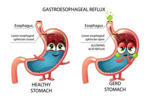 gesund Bauch und traurig gerd Karikatur Bauch Zeichen vektor