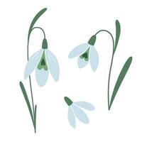 mehrere Schneeglöckchen, zuerst Frühling Blumen, Karikatur Stil. modisch modern Vektor Illustration isoliert auf Weiß Hintergrund, Hand gezeichnet, eben