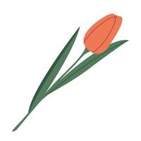 rot Tulpe Blume, Karikatur Stil. modisch modern Vektor Illustration isoliert auf Weiß Hintergrund, Hand gezeichnet, fla