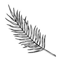 Palme Blatt Vektor Illustration. Hand gezeichnet Ast von Urwald tropisch Baum im linear Stil auf isoliert Hintergrund. graviert skizzieren von Regenwald Laub zum Symbol oder Logo. botanisch Gemälde von Pflanze