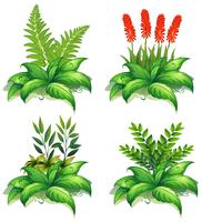 Fyra typer av växter på vit bakgrund vektor