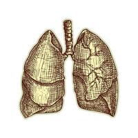 klistermärke av mänsklig lungorna. årgång anatomi gravyr skiss organ isolerat på vit bakgrund. Bra aning för design retro medicin affisch i hand dragen stil. anatomisk kropp del vektor illustration