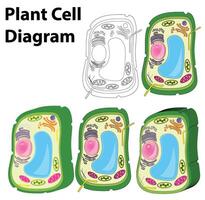 växt cell diagram vektor