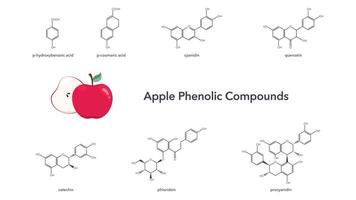 phenolisch Verbindungen gefunden im Äpfel Vektor Illustration Wissenschaft Grafik