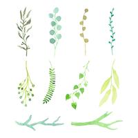 akvarellblad och grenar vektor