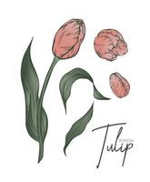 botanisch einstellen Linie Illustration von Tulpe Blumen zum Hochzeit Einladung und Karten, Logo Design, Netz, Sozial Medien und Poster, Vorlage, Werbung, Schönheit und kosmetisch Industrie. vektor