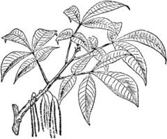 skal-bark hickory årgång illustration. vektor