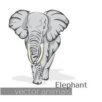 schöner Elefant im flachen Stil gezeichnet vektor