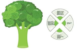 broccoli näringsämne infographics vitaminer hälsosam mat. vektor illustration