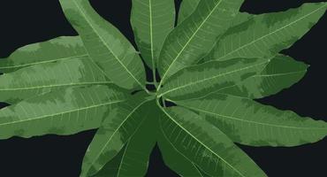 frischer Mangobaumzweig und Blätter Vektorillustration vektor