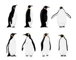 König Pinguin Satz. eben Vektor Illustration isoliert auf Weiß. Polar- Tiere